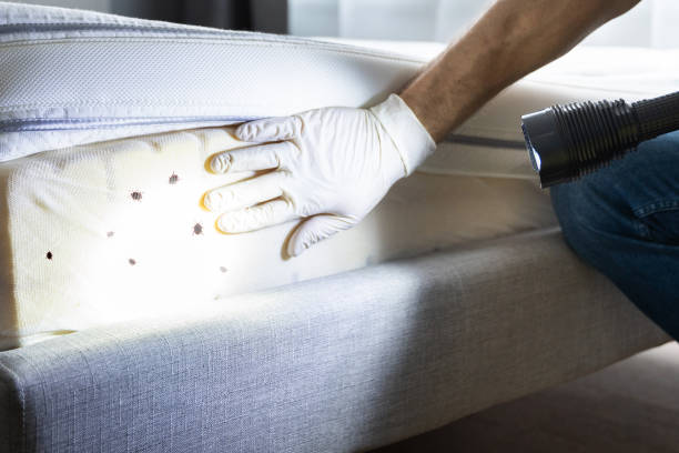 Best Termite Control Services  in Elsmere, KY